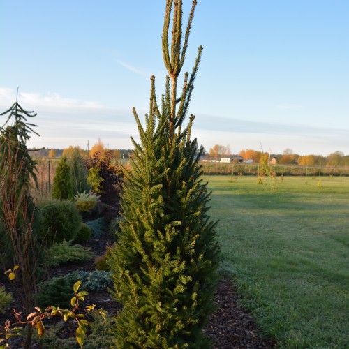 Picea abies 'Cupressina' - Harilik kuusk 'Cupressina' C2/2L